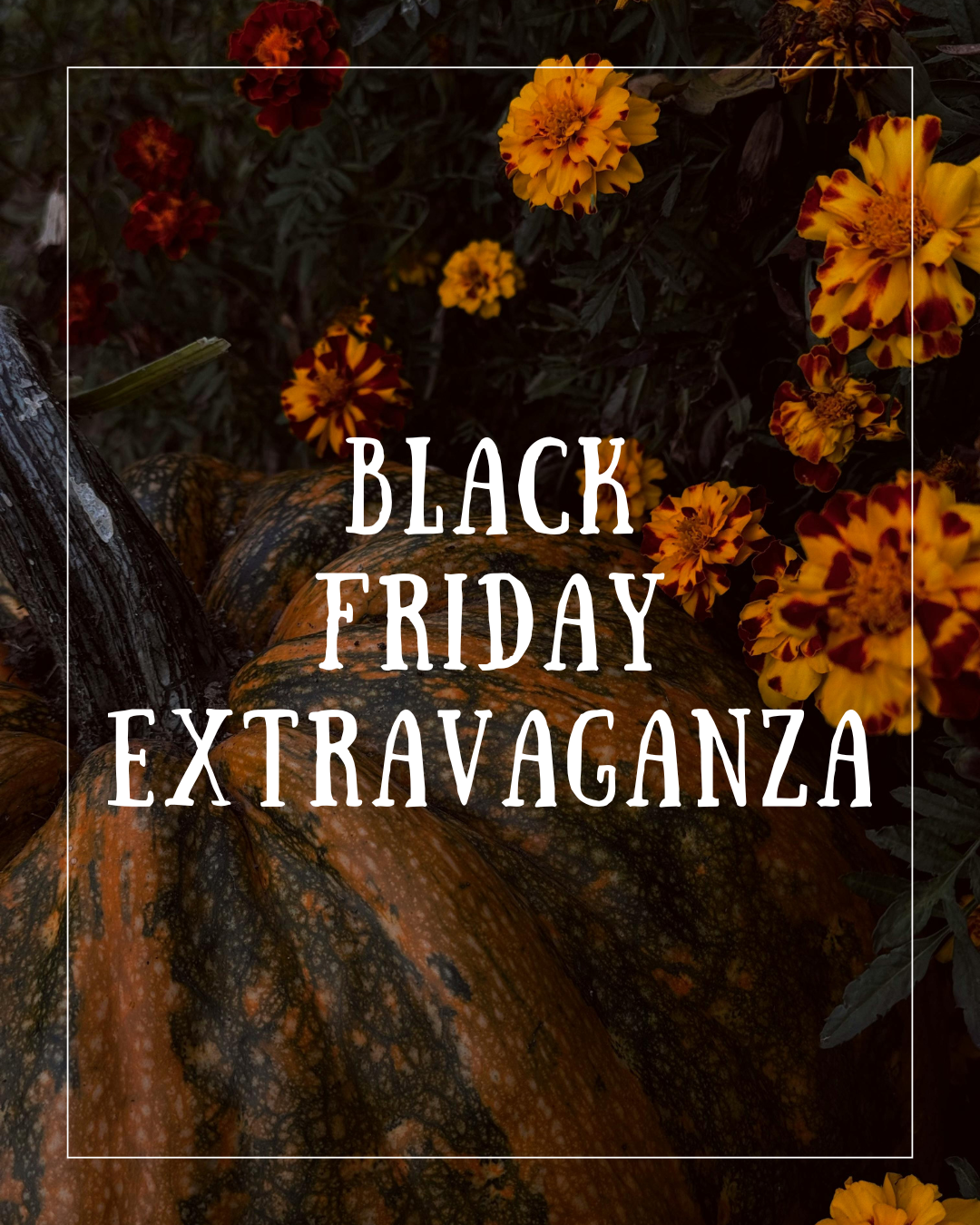 Black Friday Extravaganza